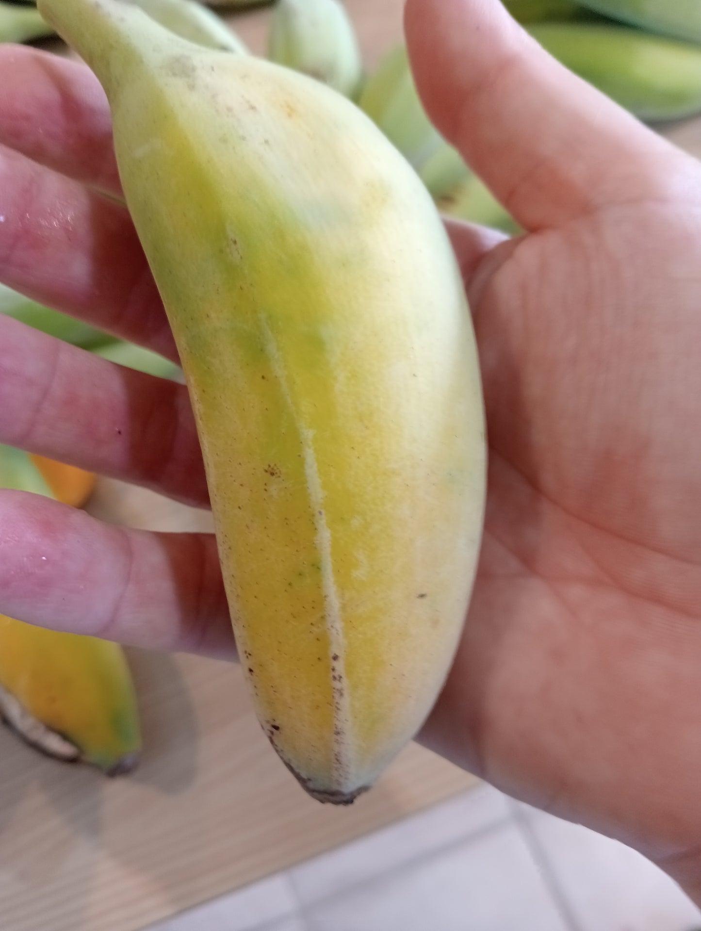 Fresh Ladyfinger Bananas freshly harvested | Per Hand | Wild and organically grown