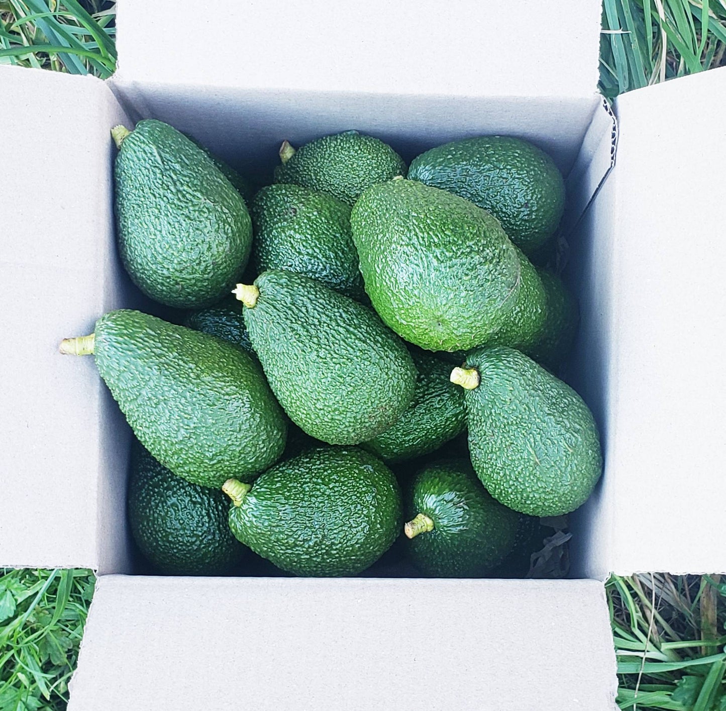 Box of green avocados on a grassy background