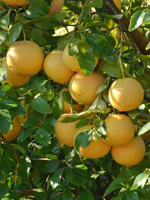 Grapefruit | Spray Free | Organic | Picked to order | PER KG