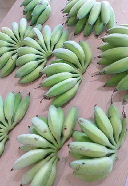 Multiple bunches of green bananas laid out on a surface, indicating they are ripe and ready for consumption.