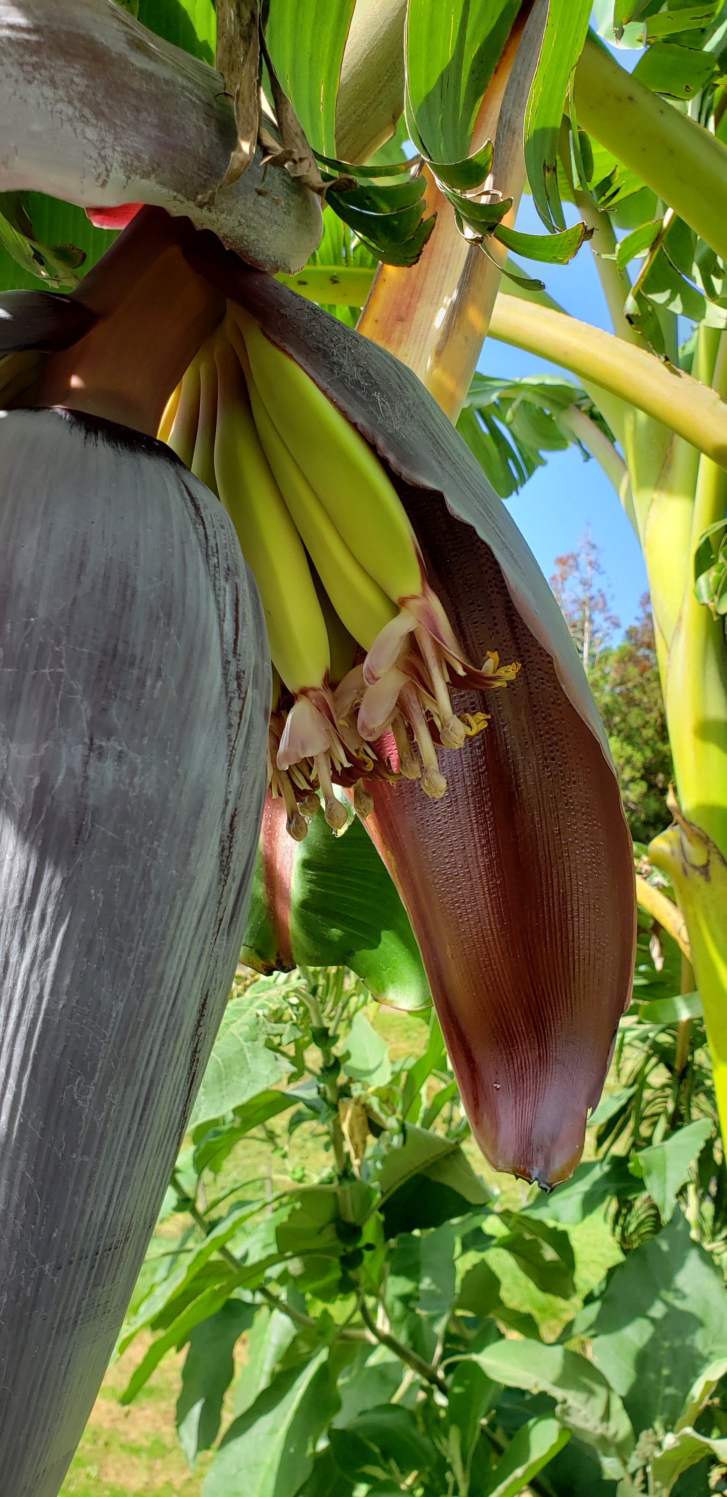 Banana plant (Misi Luki) - pre order for End Oct/Early Nov 2026