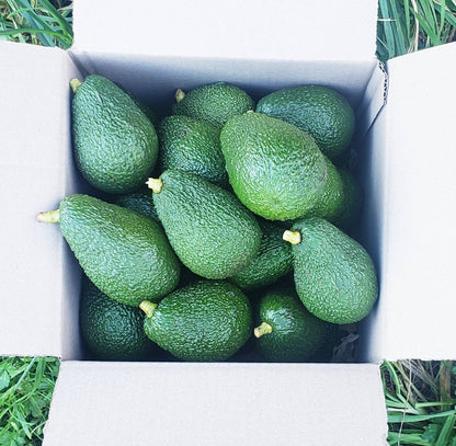 Box of green avocados on a grassy background
