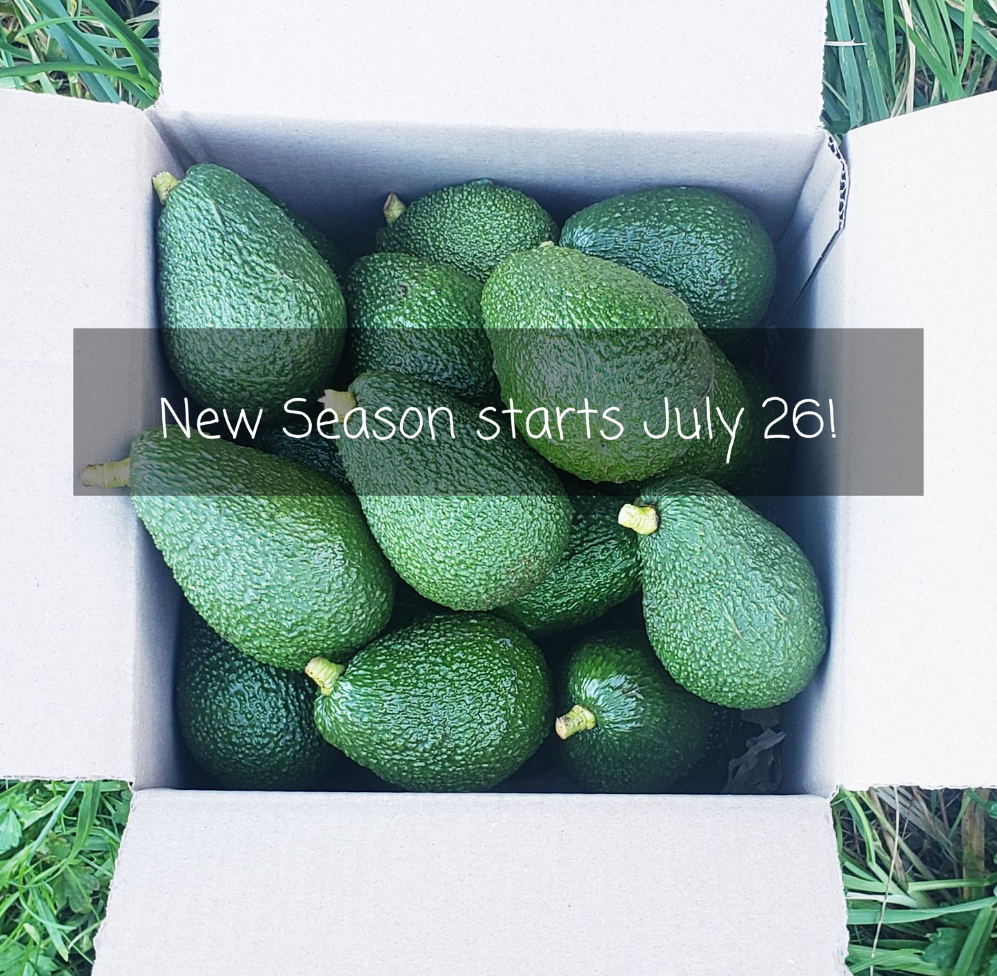 4KG Hass Avocados | Spray free | COMING JULY