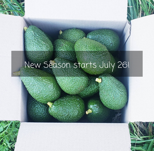 5KG Hass Avocados | Spray Free | Coming July