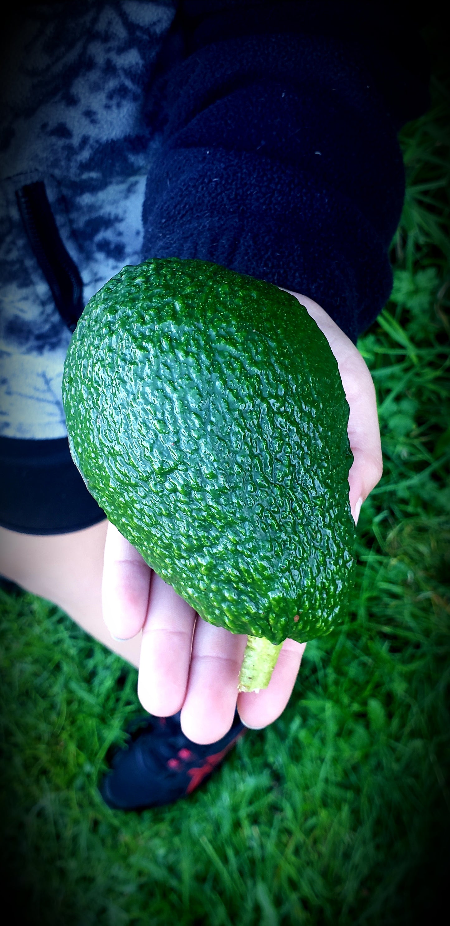 4KG Hass Avocados | Spray free | COMING JULY