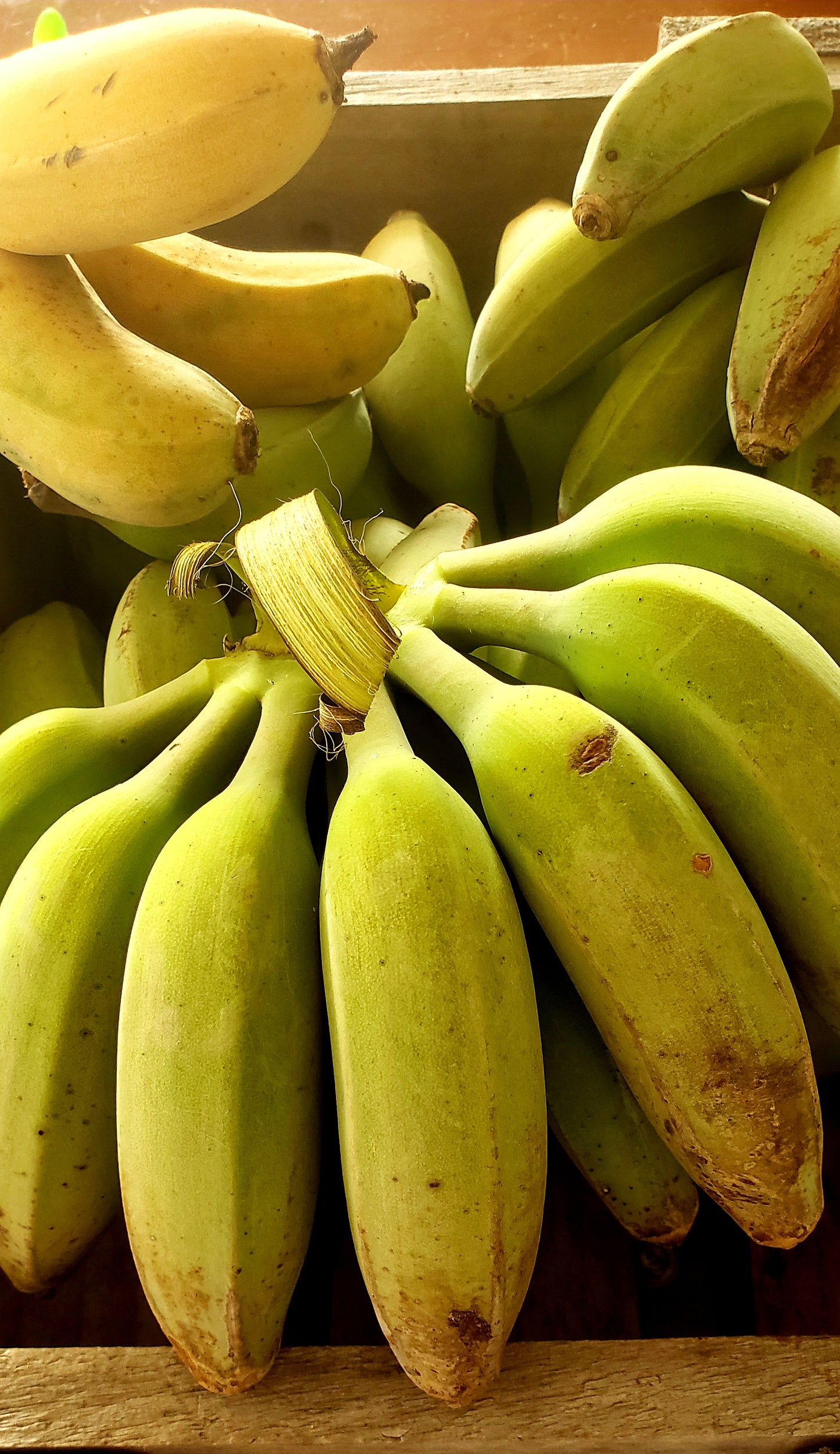 Fresh Ladyfinger Bananas freshly harvested | Per Hand | Wild and organically grown