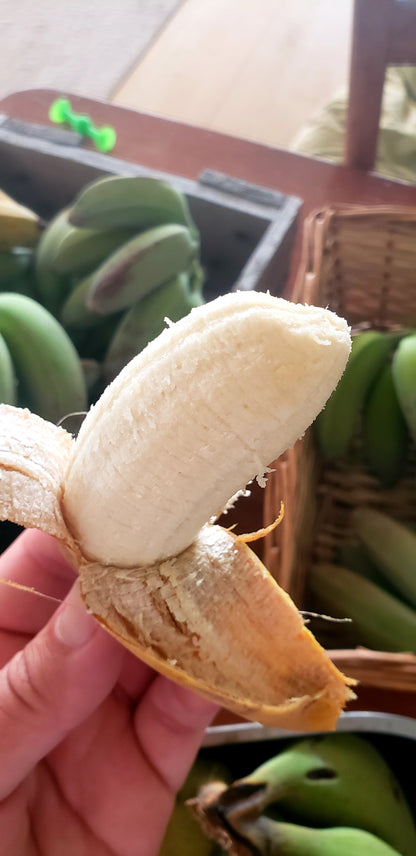 Fresh Ladyfinger Bananas freshly harvested | Per Hand | Wild and organically grown