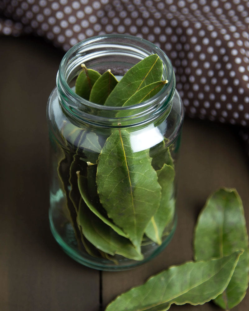 A glass jar filled with fresh bay leaves, with more leaves placed outside of the jar on a dark background.