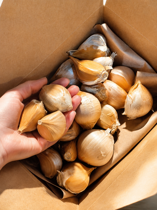 Hand holding garlic bulbs over a cardboard box filled with more garlic bulbs.