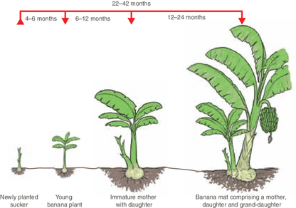 Banana plant (Misi Luki) - pre order for End Oct/Early Nov 2026