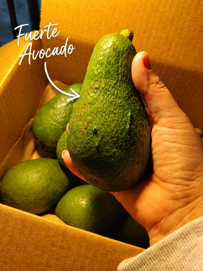 Hand holding an avocado with a box of avocados in the background, labeled 'Fuerte Avocado'.