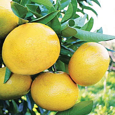 Grapefruit | Spray Free | Organic | Picked to order | PER KG