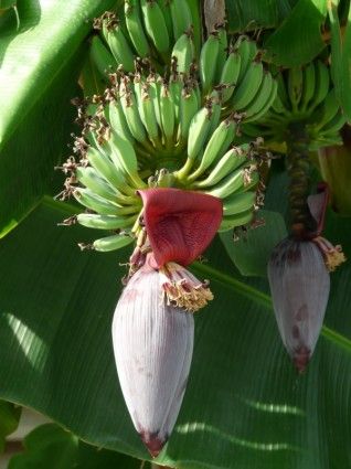 Banana plants/pups (Pisang Awak)  - pre orders for End Oct/Early Nov 2026
