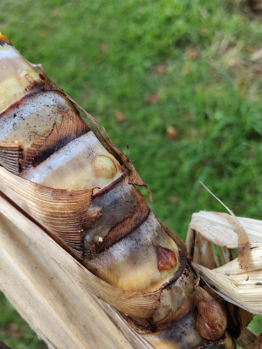 Sugarcane Nodes | Picked to order | For Planting