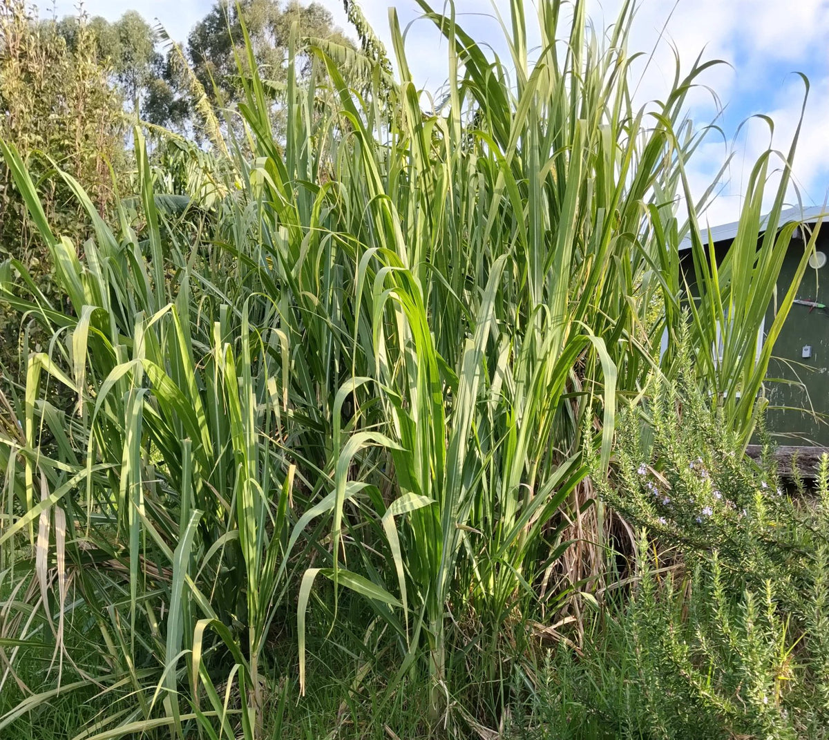 Fresh Sugarcane  | Picked to order | For planting or eating