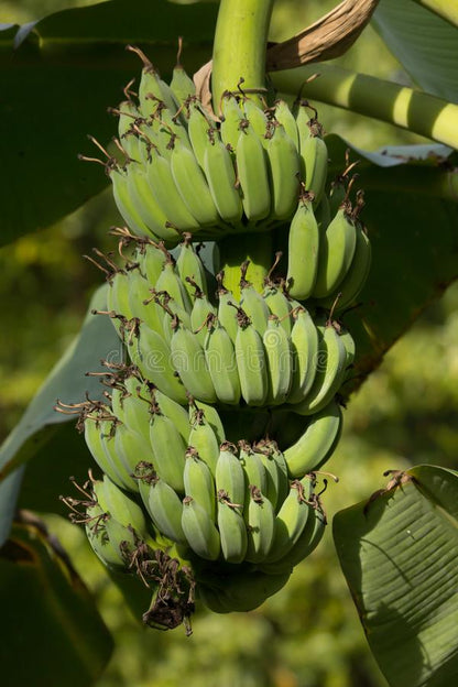 Banana plant (Misi Luki) - pre order for End Oct/Early Nov 2026