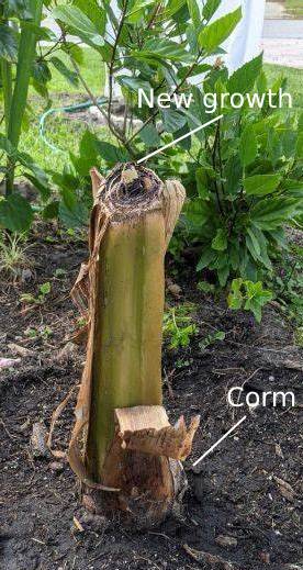Banana plants/pups (Pisang Awak)  - pre orders for End Oct/Early Nov 2026