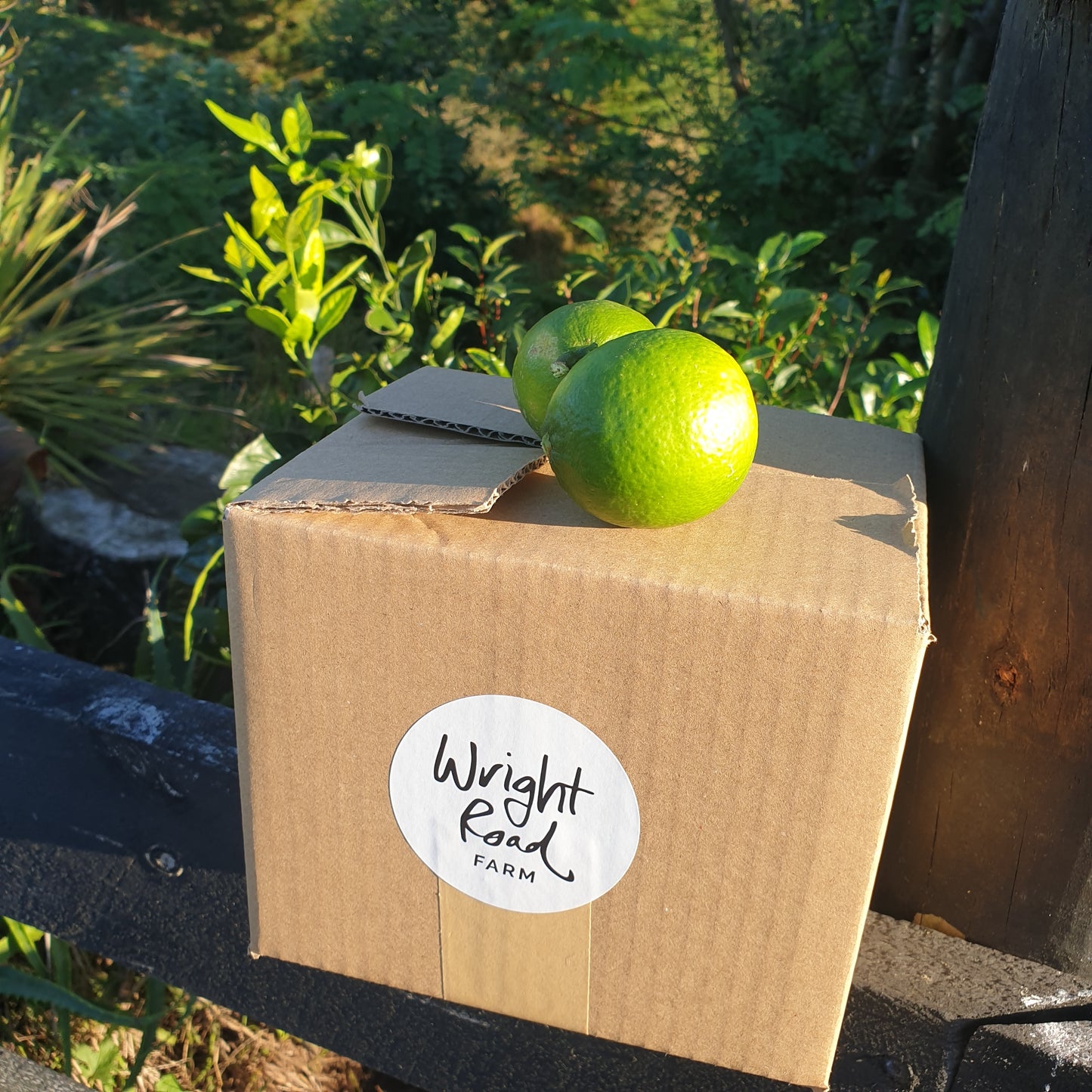 fresh-organic-limes-box